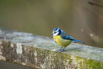 a blue-tit bird on a bench in wood in winter
