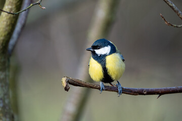 a black-tit bird on a branch in winter