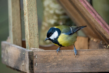 Obraz premium a black-tit bird on a feeding or feeder house in wood in winter