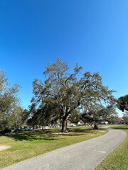 View of a Live Oak, Quercus virginiana, by a roadside