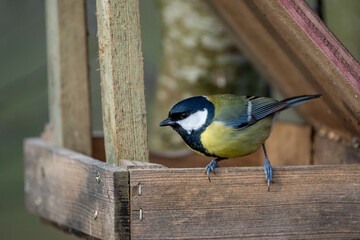 a black-tit bird on a feeding or feeder house in wood in winter