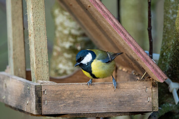 a black-tit bird on a feeding or feeder house in wood in winter