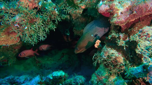 Diving and facing a moray eel - Mayotte