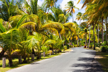 Obraz premium Coconut palm tree alle, beautiful tropical jungle background. Brite blue sky on background.