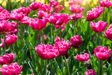 Pink tulips bloom under sunshine in the garden. tulip flowers in park, spring season	