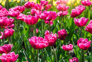 Pink tulips bloom under sunshine in the garden. tulip flowers in park, spring season	