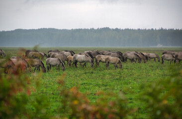 A group of endangered wild mustangs and cows graze on a vast meadow, surrounded by idyllic...