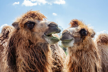 two humped camels enjoying a sunny day eating grass in safari, they look funny, very bright and...