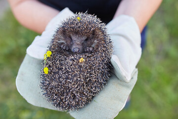 hunched hedgehog kept in the hands in protective gloves. © Ryzhkov Oleksandr