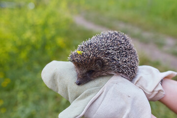 hunched hedgehog kept in the hands in protective gloves. © Ryzhkov Oleksandr