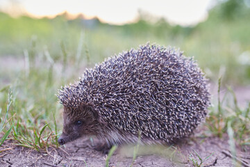 Young beautiful hedgehog in natural habitat outdoors in the nature.