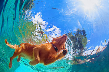 Underwater photo of golden labrador retriever puppy in outdoor swimming pool play with fun -...