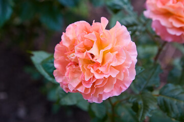 Coral rose flower in roses garden. Top view.
