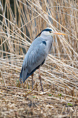 great blue heron ardea cinerea in a field