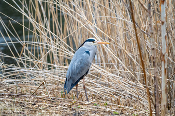 great blue heron ardea cinerea in a field