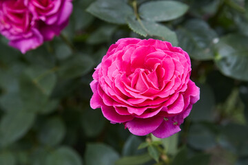 Beautiful roses in garden