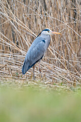 great blue heron ardea cinerea in a field