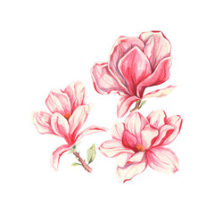 Watercolor floral illustration. Magnolia flower. Blossom branches. Spring illustration. Design for love, greeting