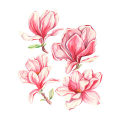 Watercolor magnolia flowers illustration Magnolia collection Tulip flower tree branches. Hand drawn painted elements