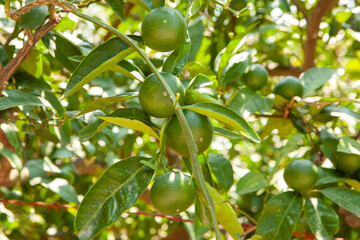 Orange garden background. Green fruits and leafs of the tangerine tree for publication, design, poster, calendar, post, screensaver, wallpaper, postcard, banner, cover, website. High quality photo