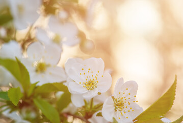 Fototapeta na wymiar Cherry flowers blossoms