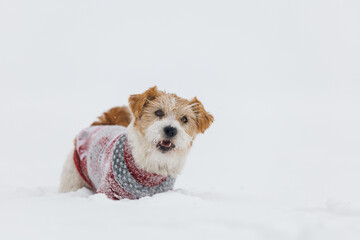 Jack Russell Terrier in a festive red sweater stands in the snow during a snowstorm. Christmas concept