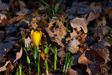 orange-yellow crocus flower in dry foliage