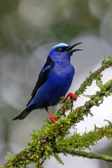 Red-legged honeycreeper singing (male)