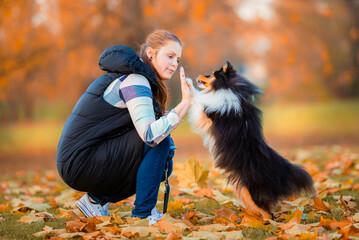 Fototapeta na wymiar young woman training her tricolor sheltie dog new tricks in the park with a positive dog training method, clicker training and treats 