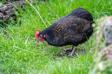 wyandotte araucana hen on grass