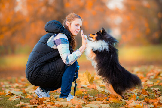 young woman training her tricolor sheltie dog new tricks in the park with a positive dog training method, clicker training and treats
