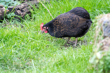 wyandotte chicken hen