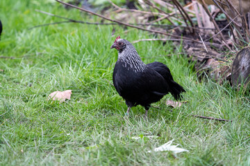 Araucana chicken hen