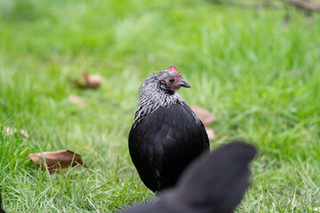 Araucana chicken hen