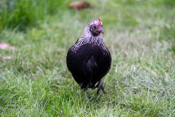 Araucana chicken hen close up