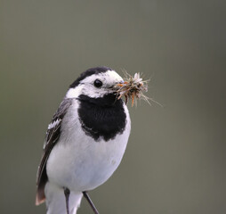 White wagtail (Motacilla alba) closeup with beak full of insects in summer.