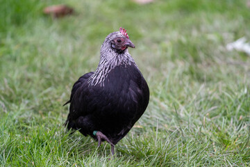 Araucana chicken hen