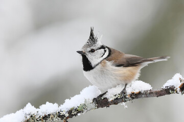 European crested tit (Lophophanes cristatus) sitting on a snowy branch in the forest in winter.