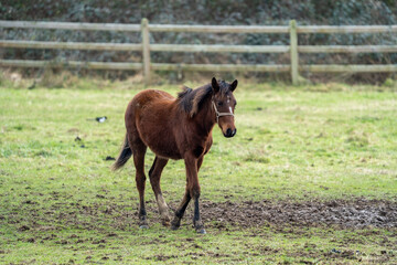 A horse foal in a field