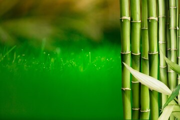 Fototapeta na wymiar Sugar cane on plantation green background.