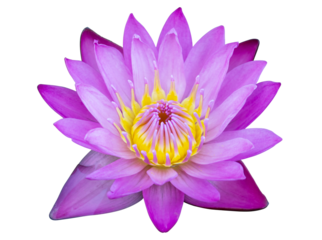 blue lotus flower isolated with clipping path