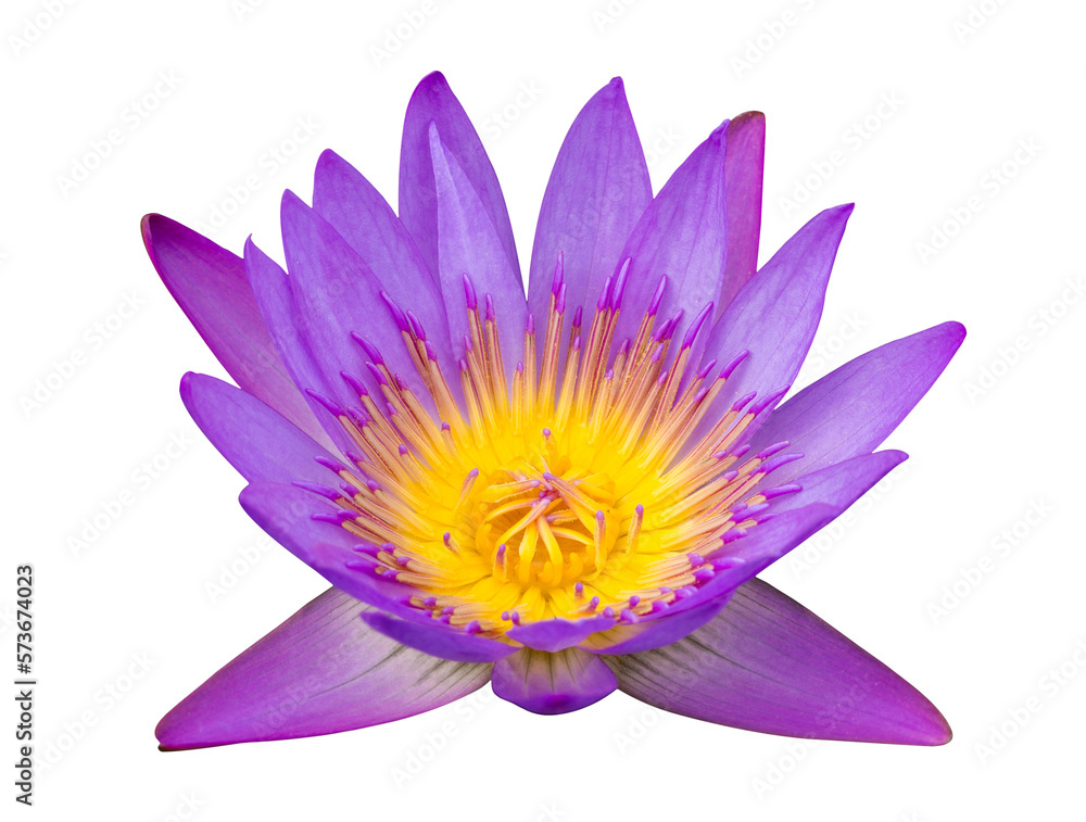 Wall mural purple lotus flower isolated with clipping path