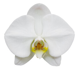 white phalaenopsis orchid flower isolated with clipping path - Powered by Adobe