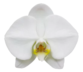 Foto op Canvas white phalaenopsis orchid flower isolated with clipping path © aopsan