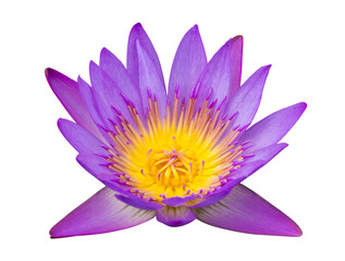 Purple lotus flower isolated with clipping path