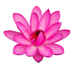Pink lotus flower isolated with clipping path