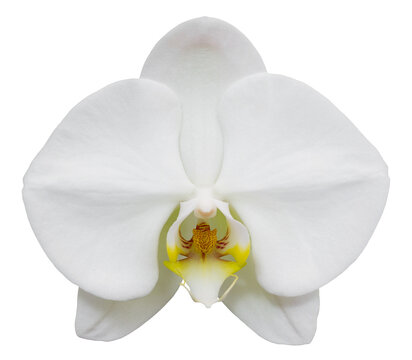 white phalaenopsis orchid flower isolated with clipping path