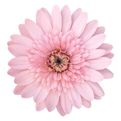 pink gerbera flower isolated with clipping path