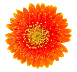 orange gerbera flower isolated with clipping path