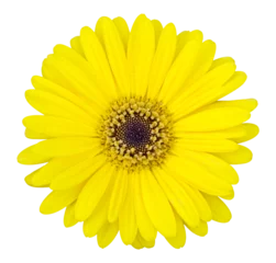 Foto op Plexiglas yellow gerbera flower isolated with clipping path © aopsan